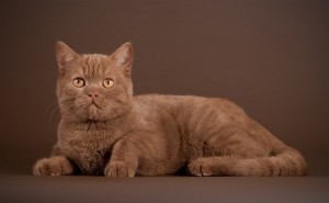 Британский циннамон фото. Циннамон британец. Кошка британская циннамон. Кот британский циннамон  